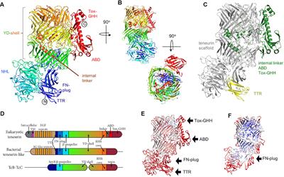 Teneurin Structures Are Composed of Ancient Bacterial Protein Domains
